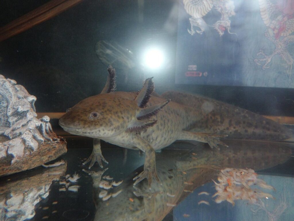 gfp leucistic axolotl