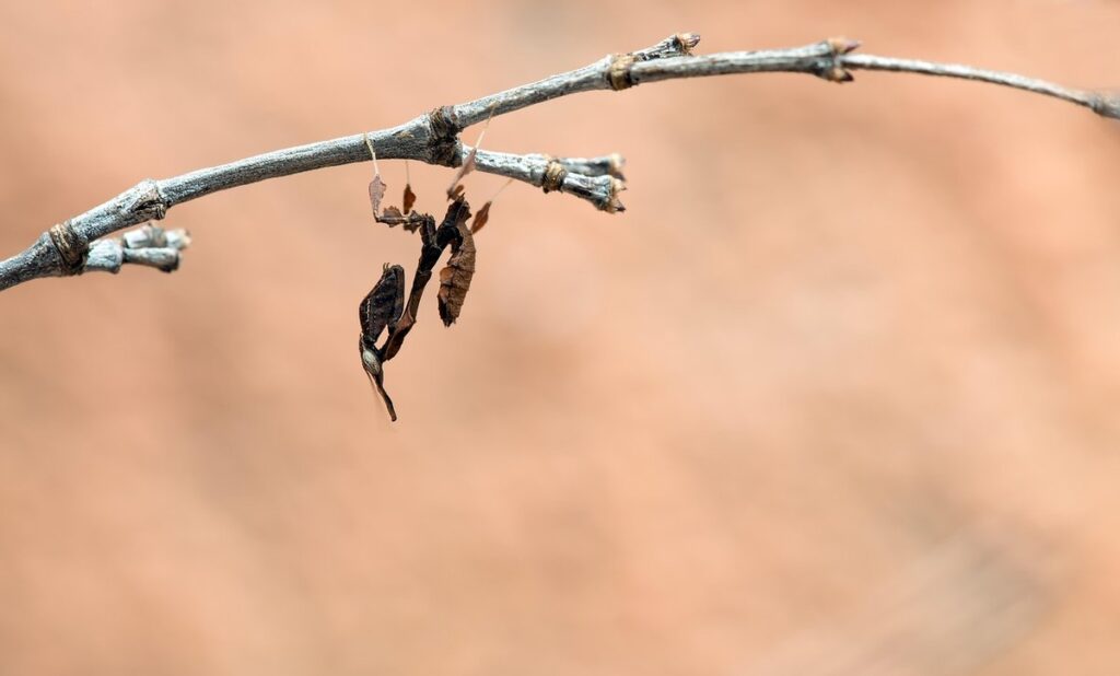 ghost mantis care