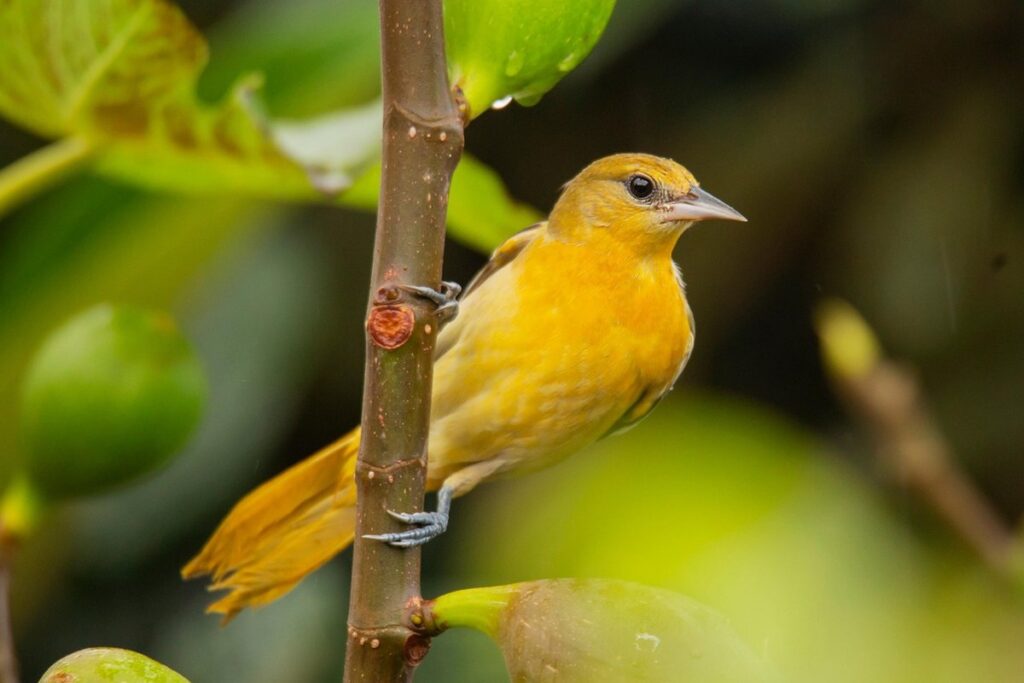 golden feast bird food