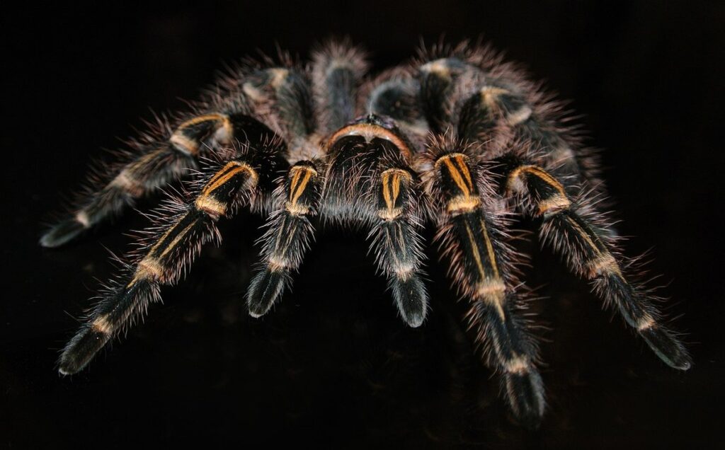 grammostola pulchripes chaco golden knee
