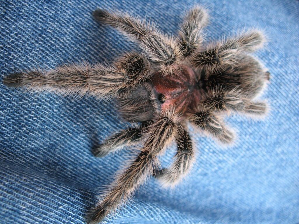 grammostola rosea