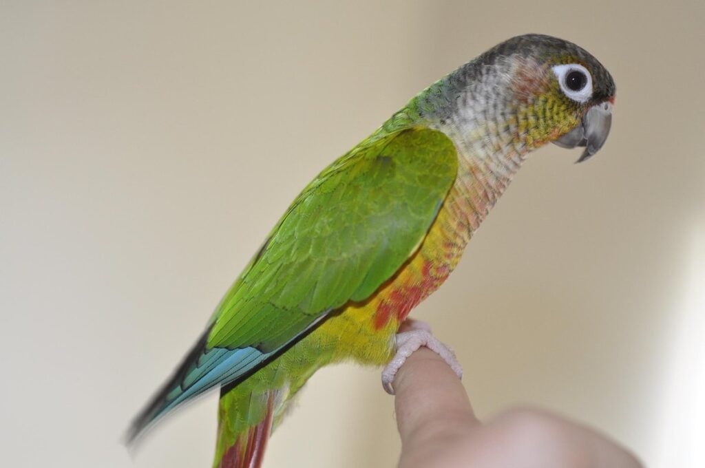 how long do green cheek conures live