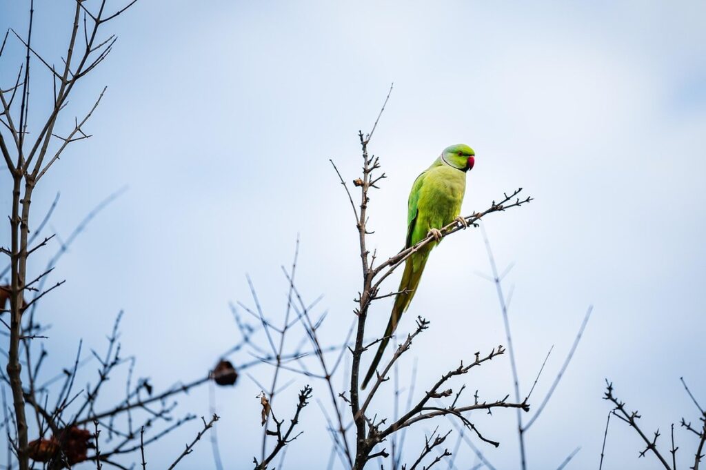 what do green cheeked parrots eat