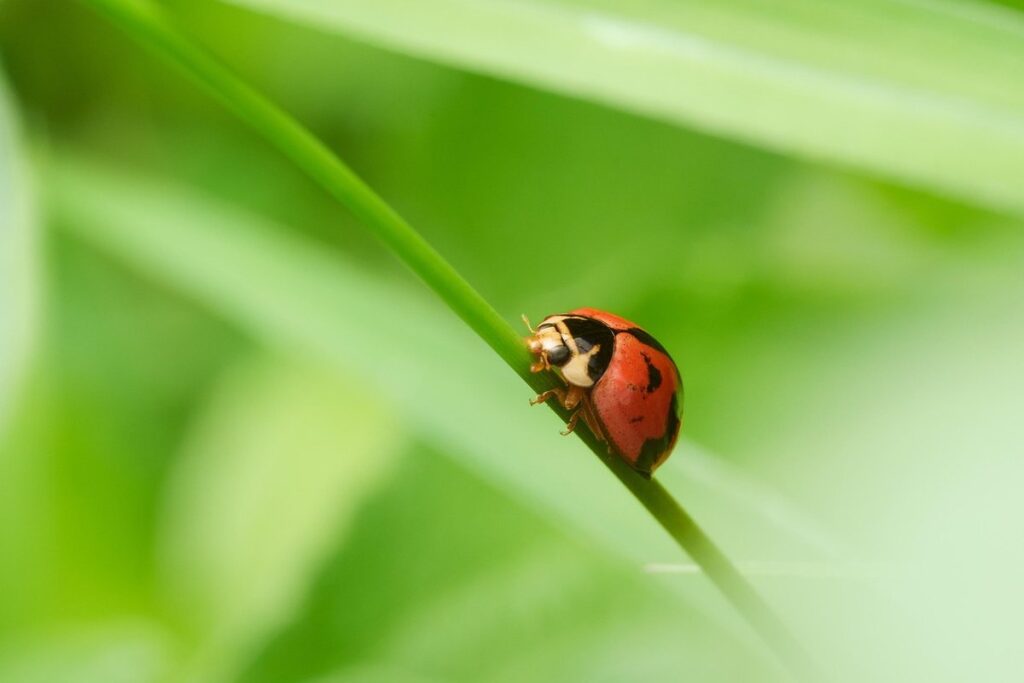 green rhinoceros beetle