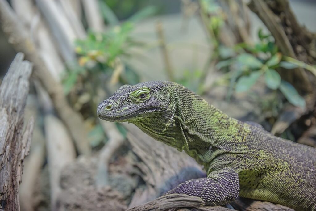green tree monitor