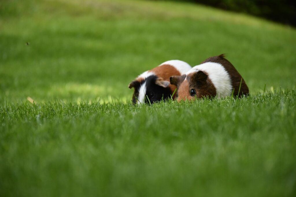 tricks for guinea pigs