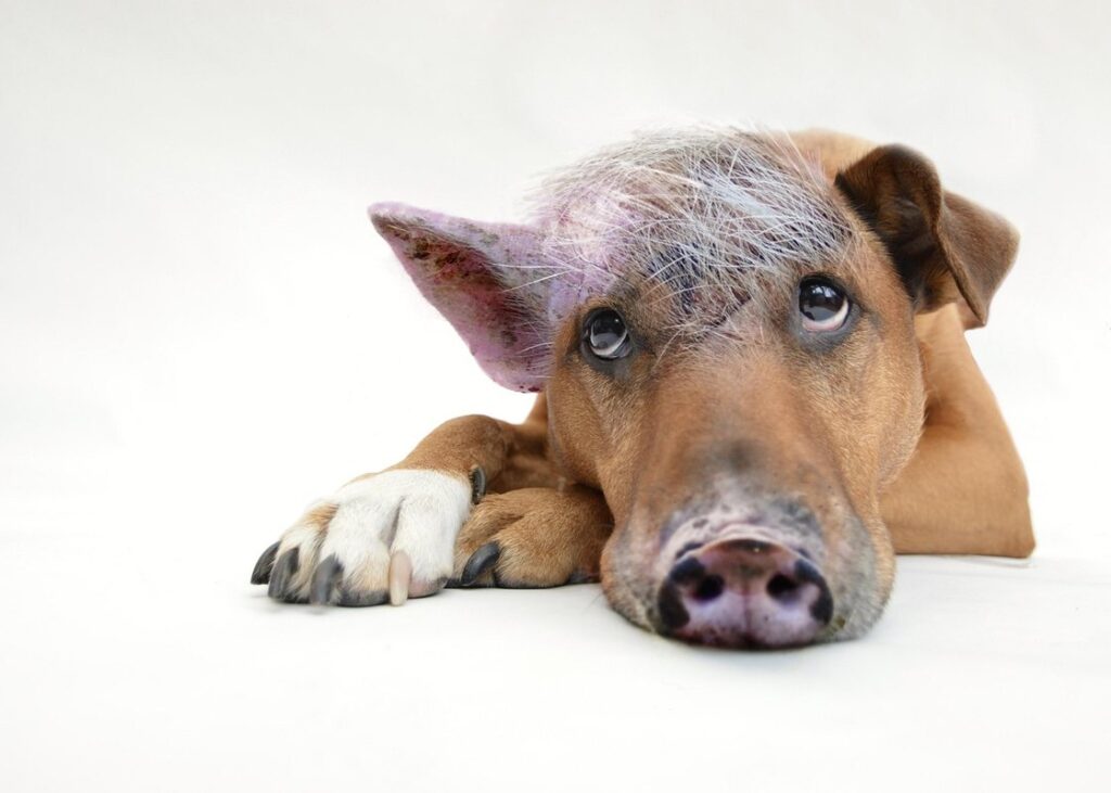 hairless skinny pigs