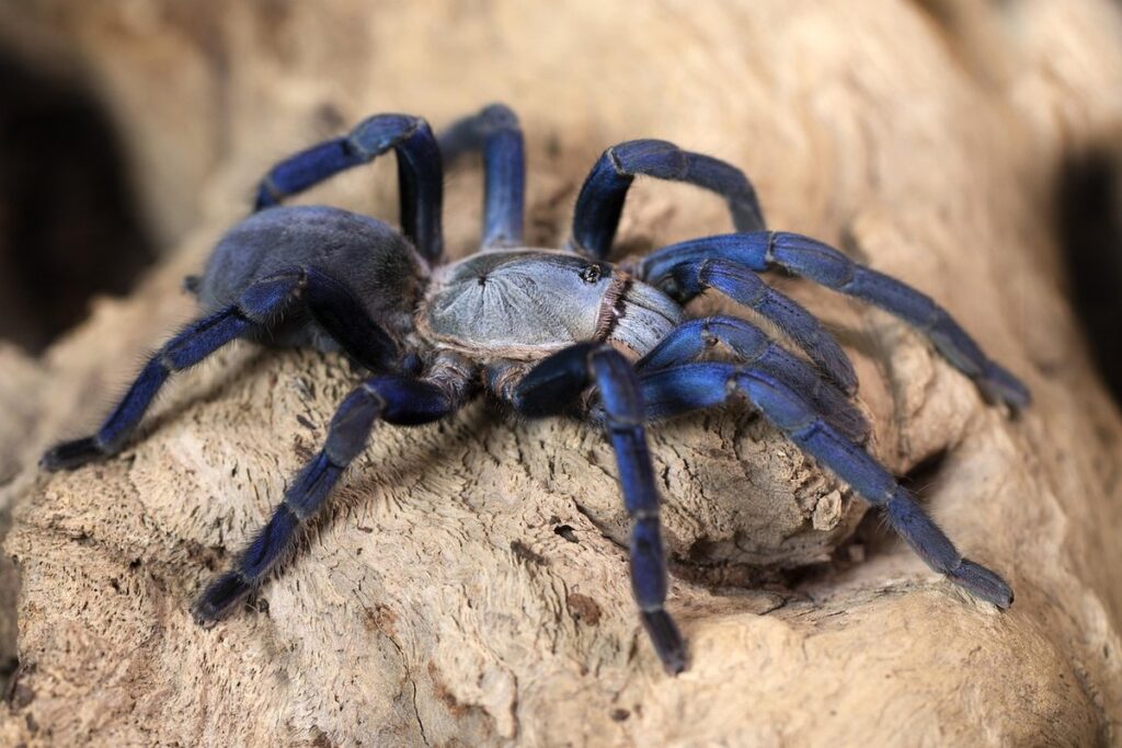 haplopelma lividum
