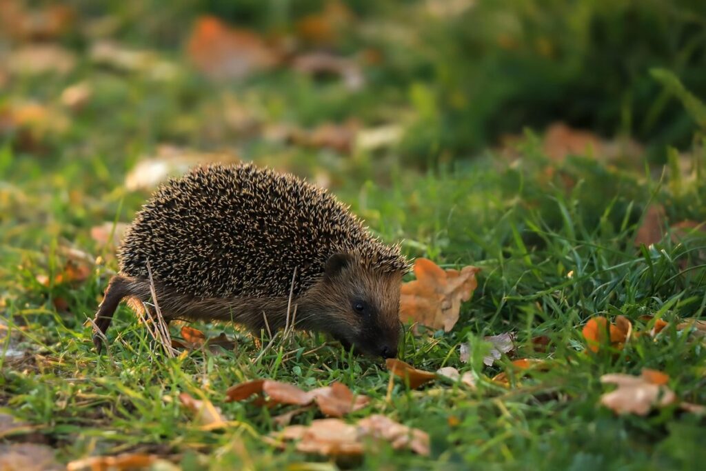 how big hedgehogs can get
