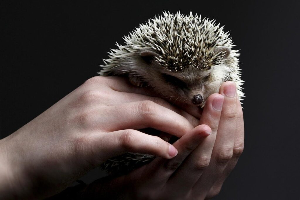 are hedgehogs easy to take care of
