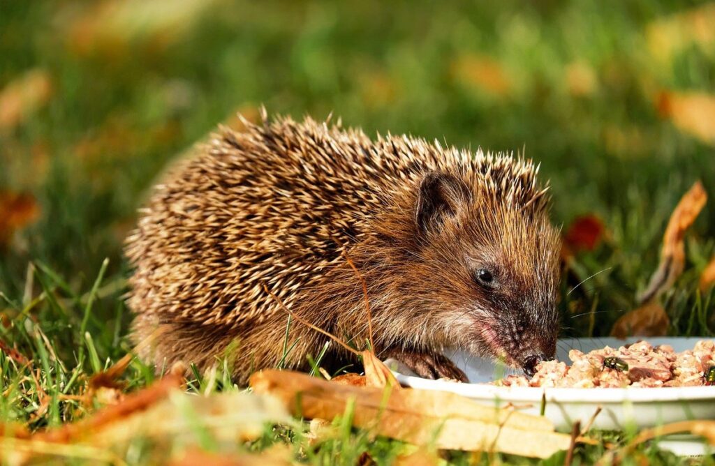 can i feed a hedgehog cat food