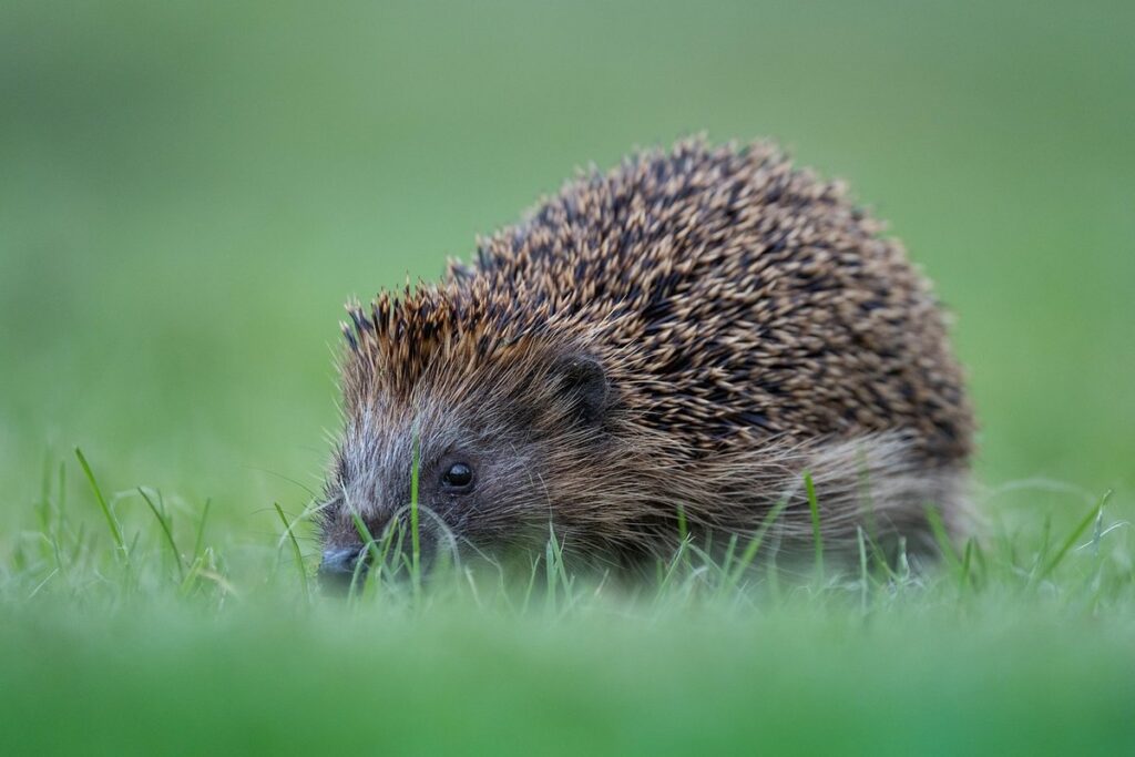 food for a hedgehog