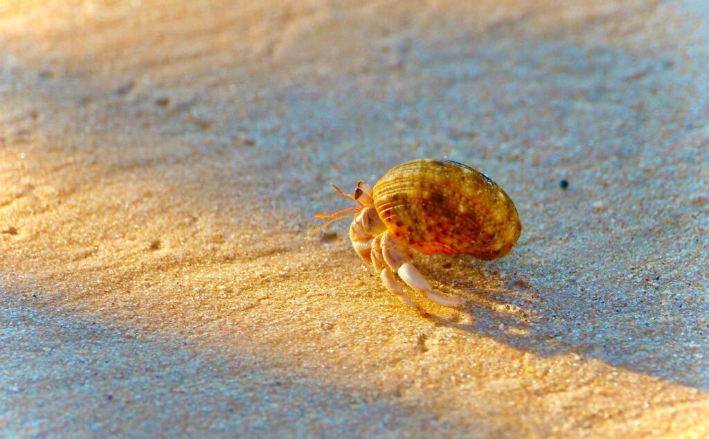 hermit crab as an exotic pet