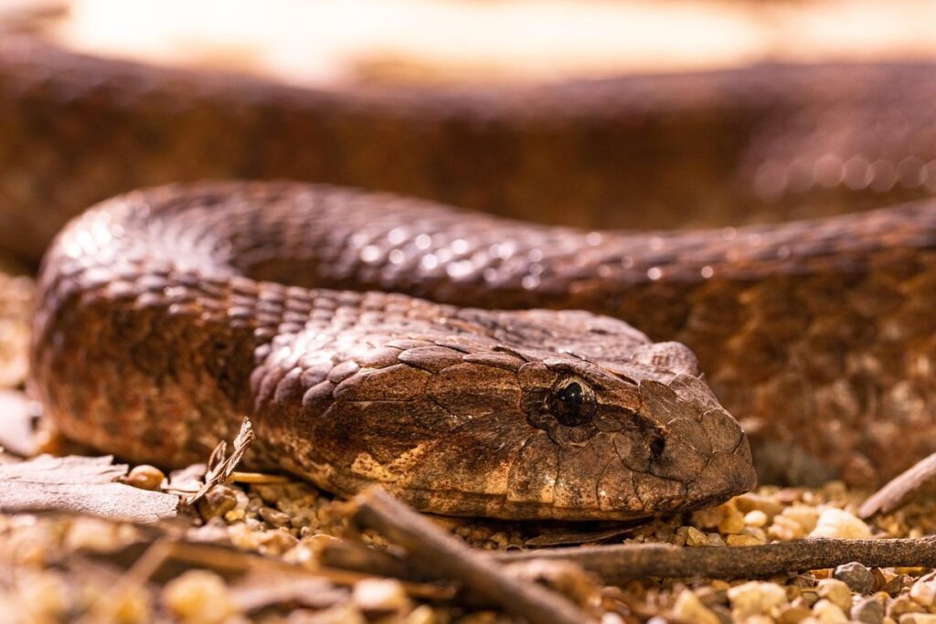 herpetology supplies characteristics
