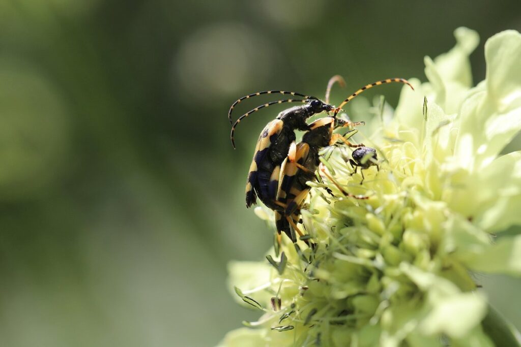 heteroscodra maculata