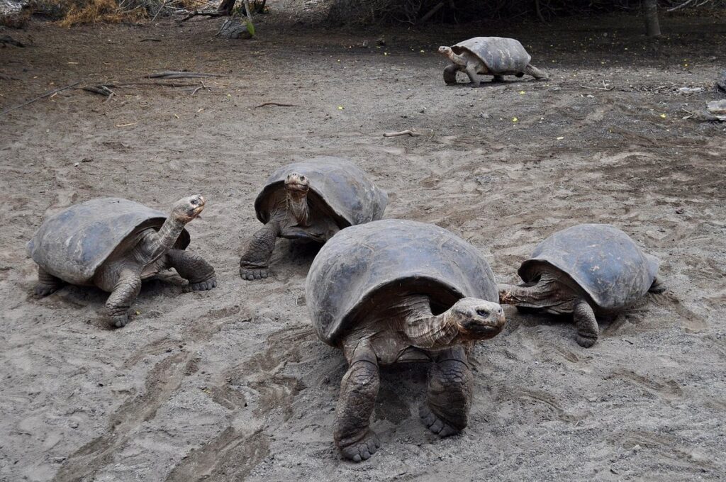 huge tortoise