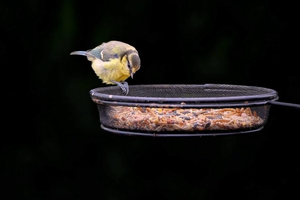 insect care for exotic pet feeders