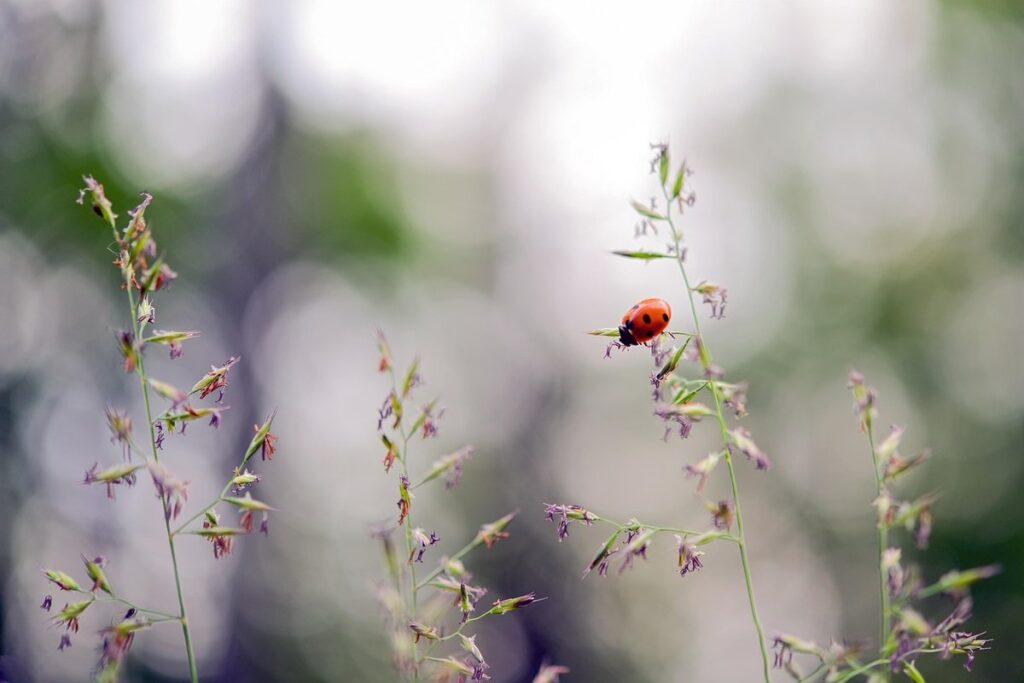 insect pet environmental needs