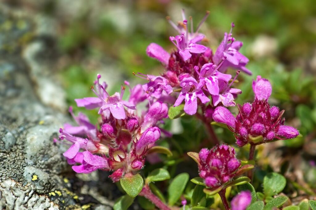 iridopelma hirsutum