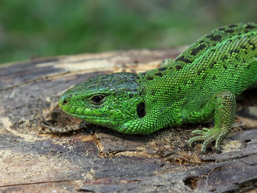jeweled lacerta