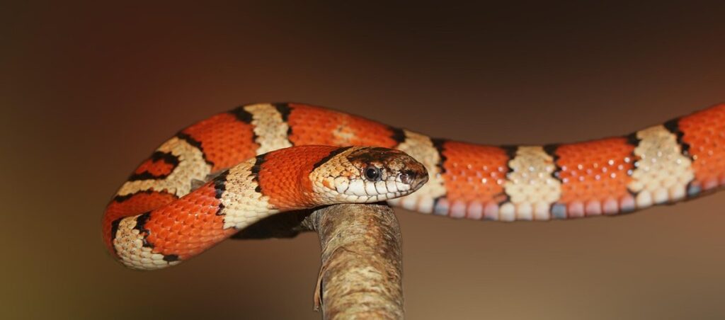 how big do kingsnakes get