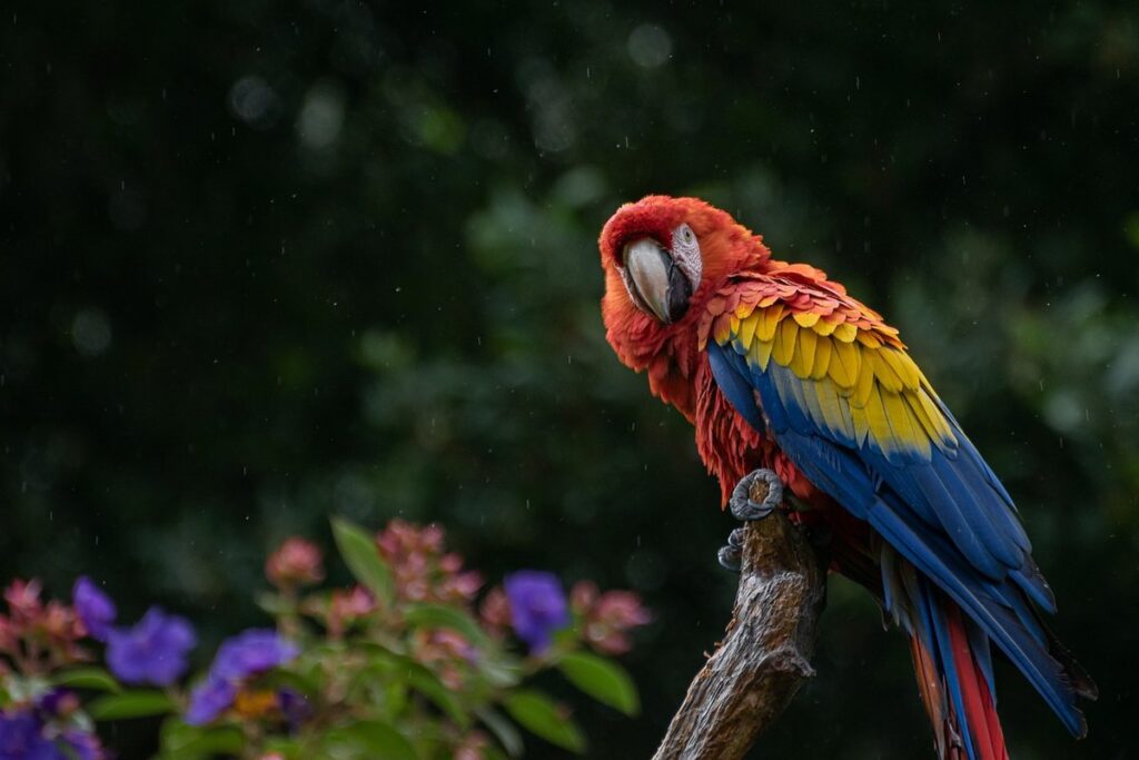 large parrot perch