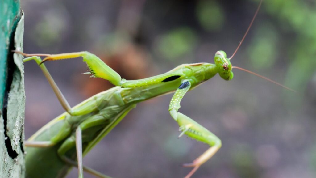 largest praying mantis