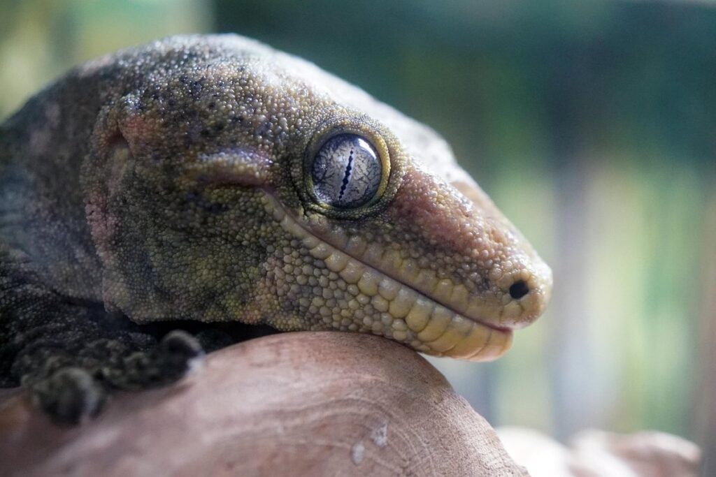 leachianus gecko