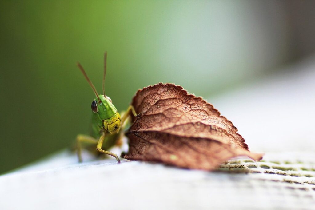 leaf insect as an exotic pet
