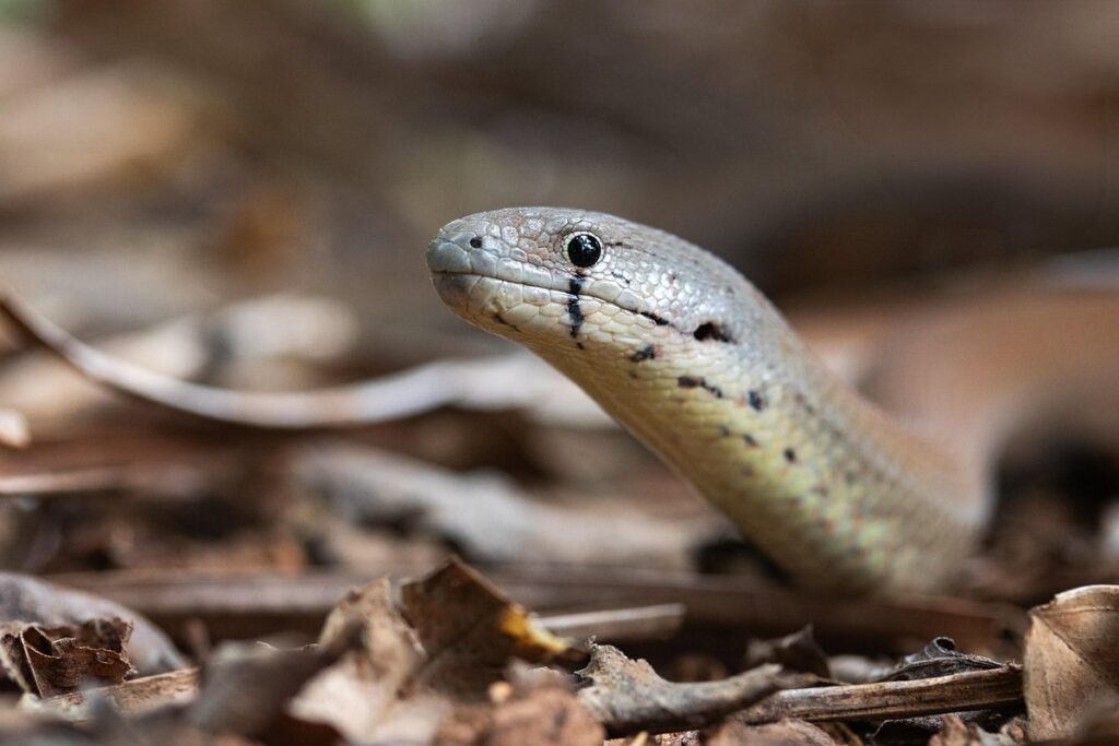 legless lizards