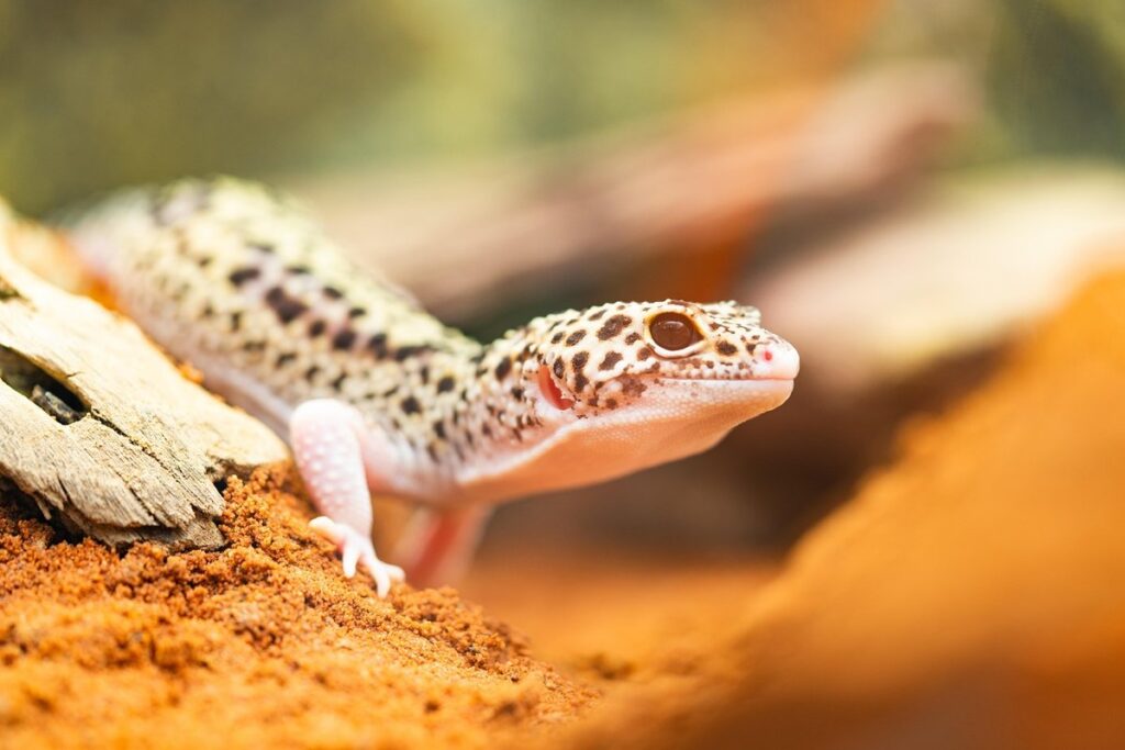 super giant leopard gecko
