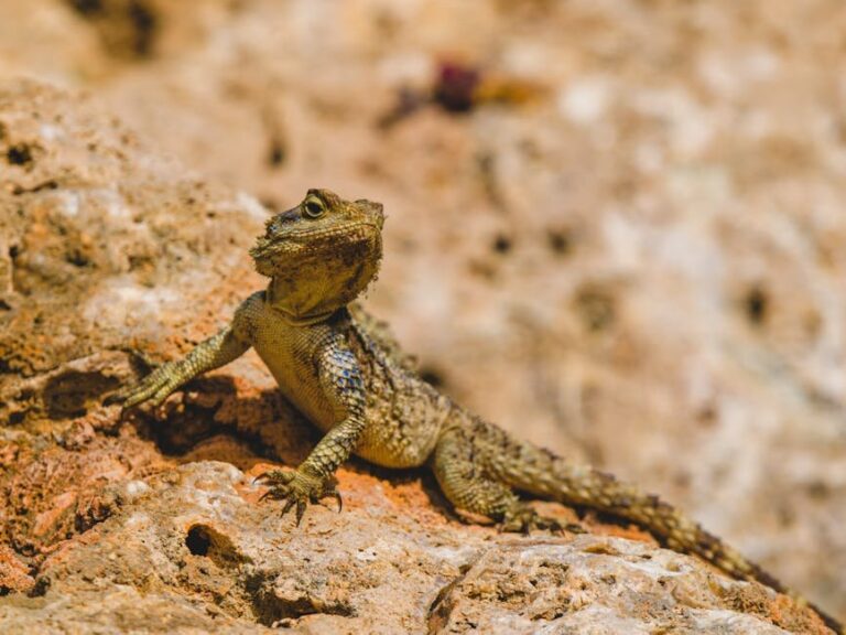 how much is a lizard information