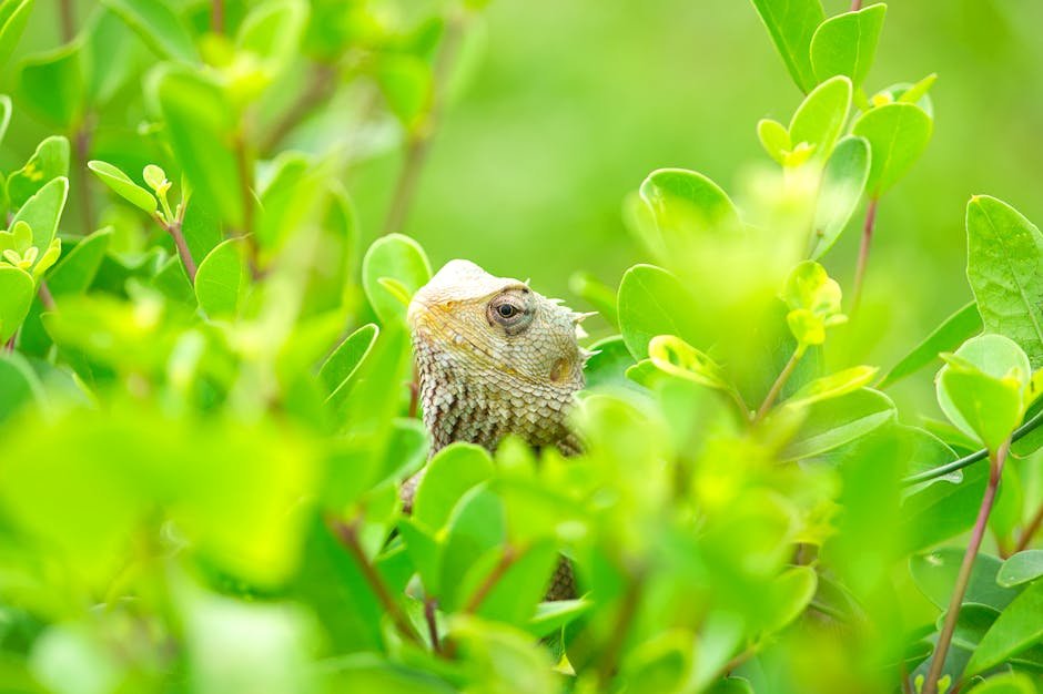 Lizards as pets -> pet lizards or Lizard list