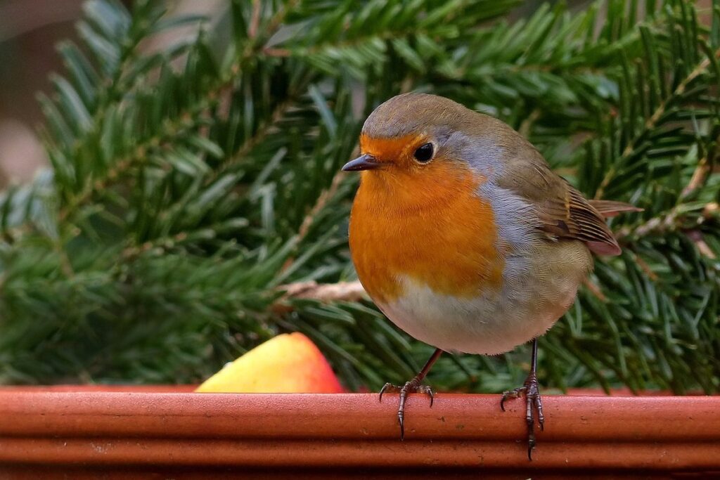 love birds food
