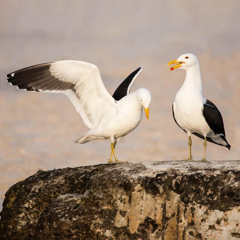 love birds in wild