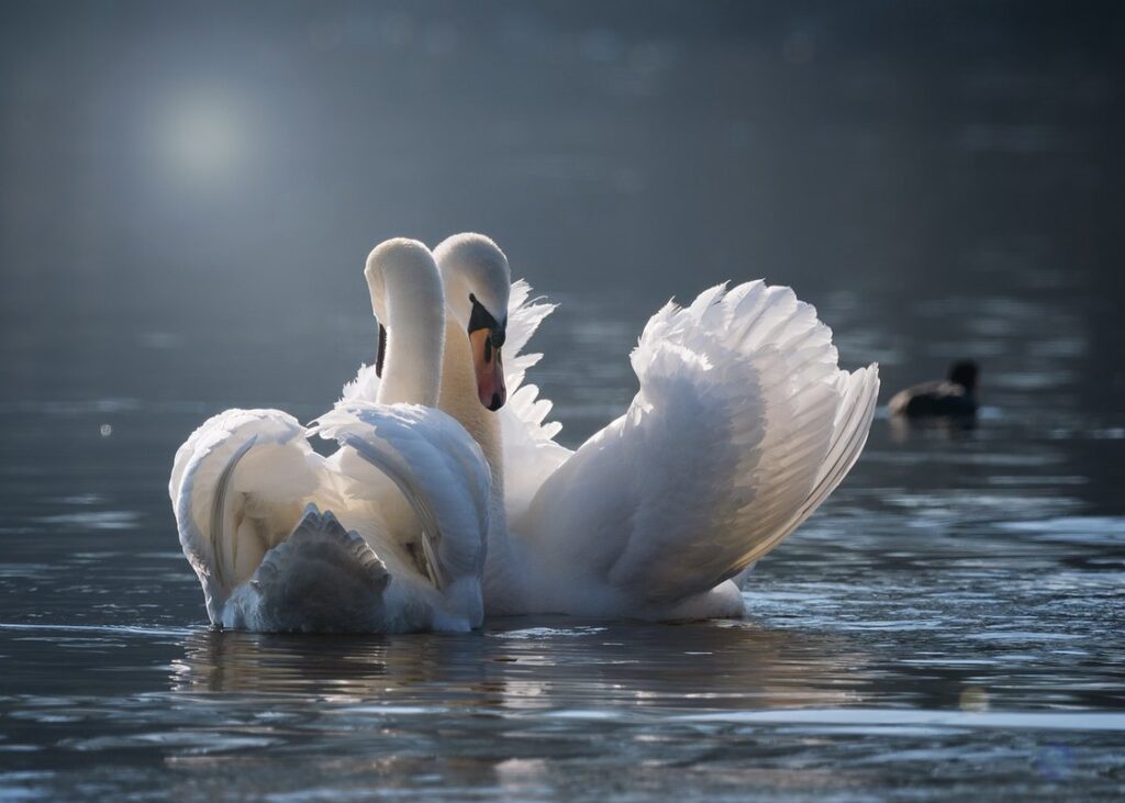 love birds lifespan
