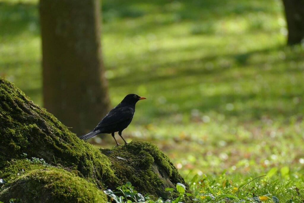 love for birds