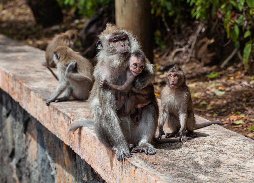 macaque monkeys as pets