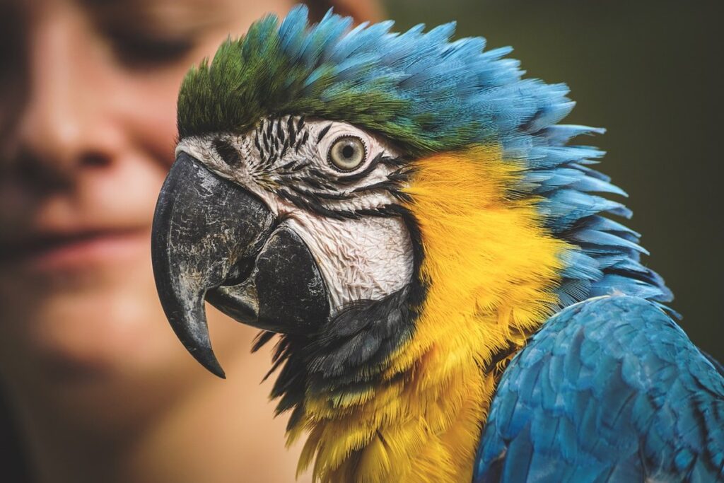 yellow and blue macaw price