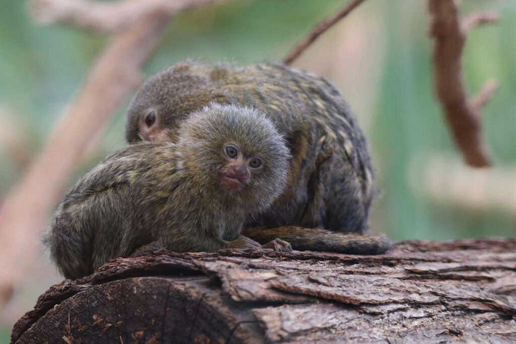 pet marmoset monkey