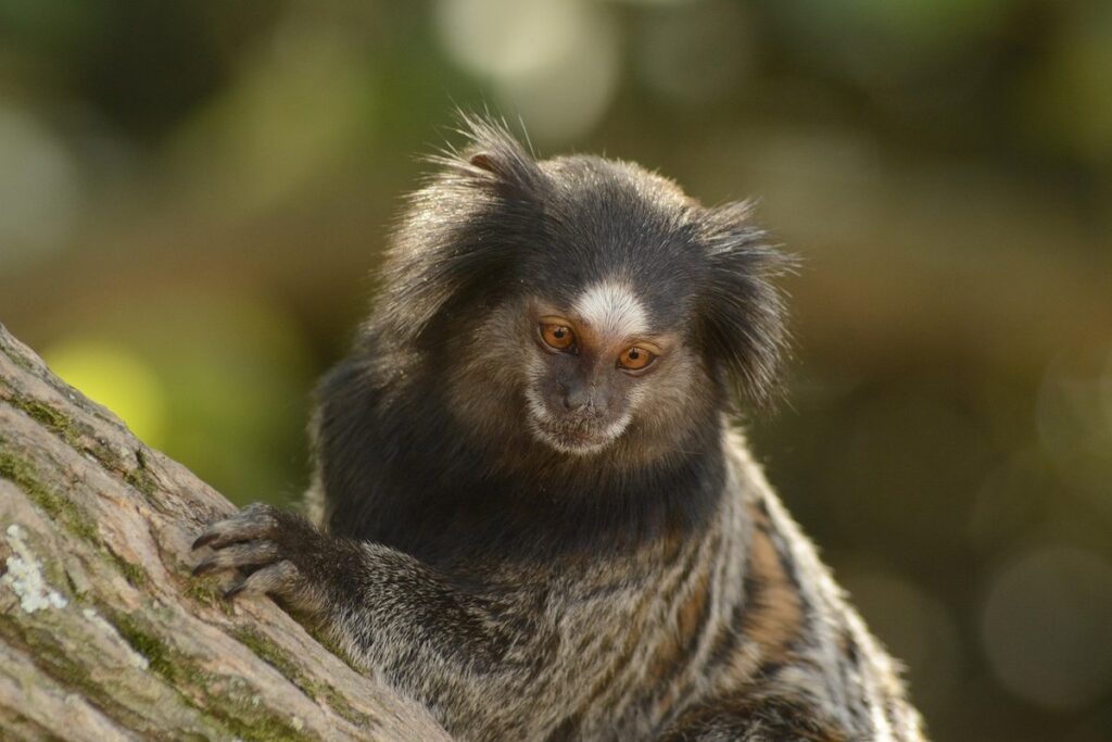 how long do marmoset monkeys live