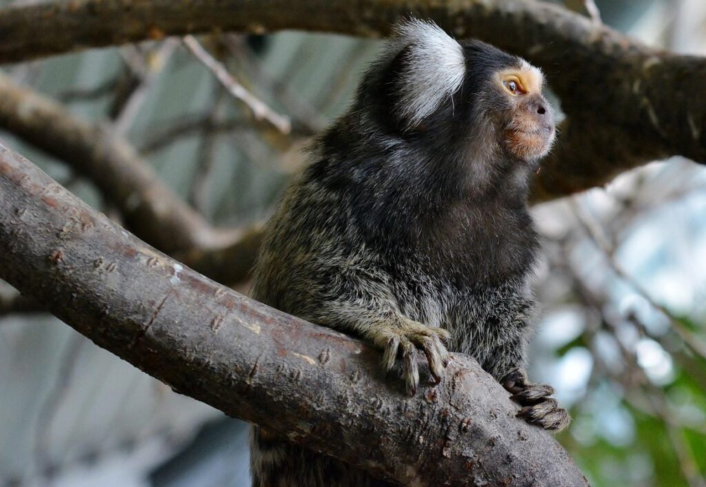 black-tufted marmoset