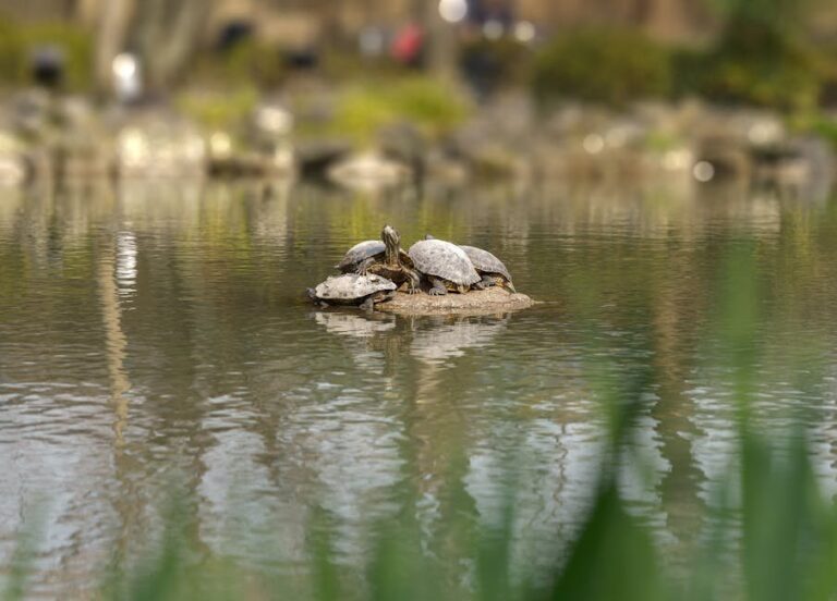 mauremys reevesii