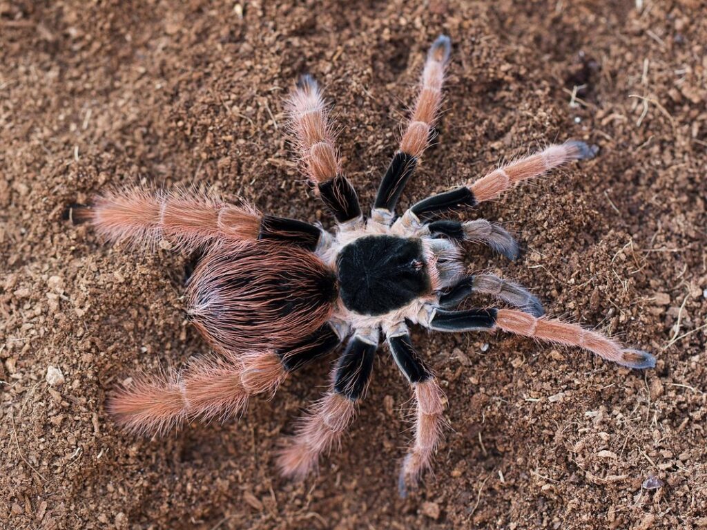megaphobema robustum
