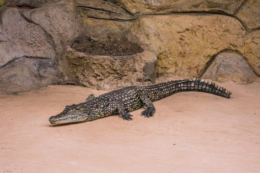 mexican alligator lizard