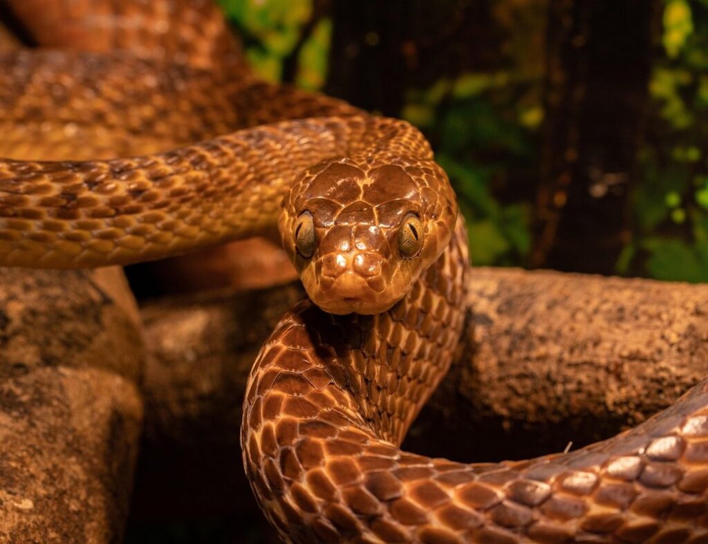 black mexican king snake care