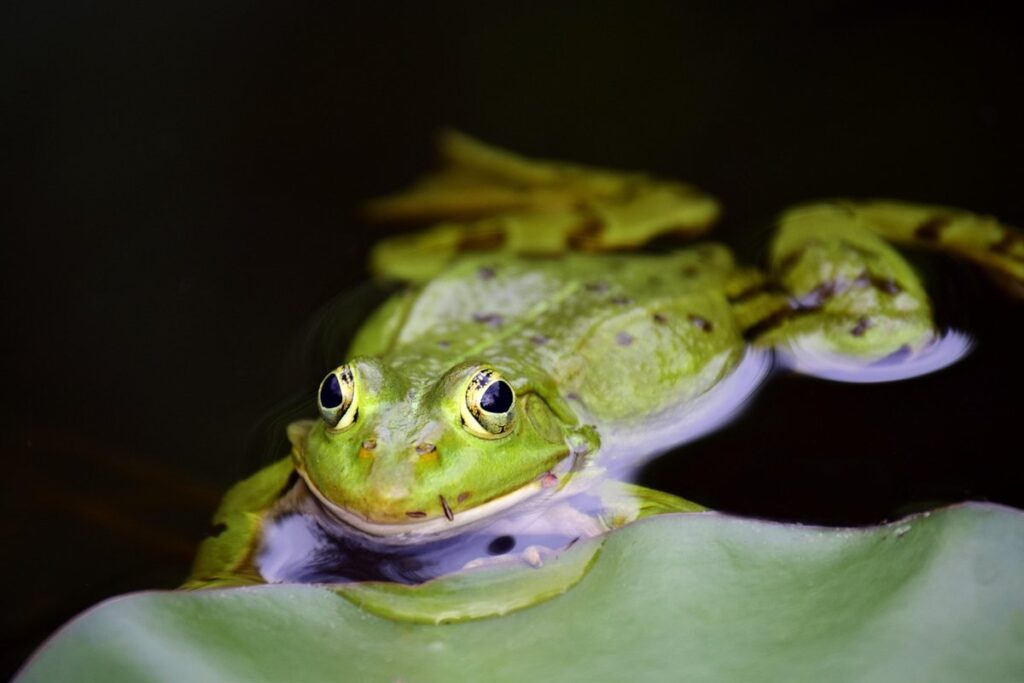 milk frog habitat