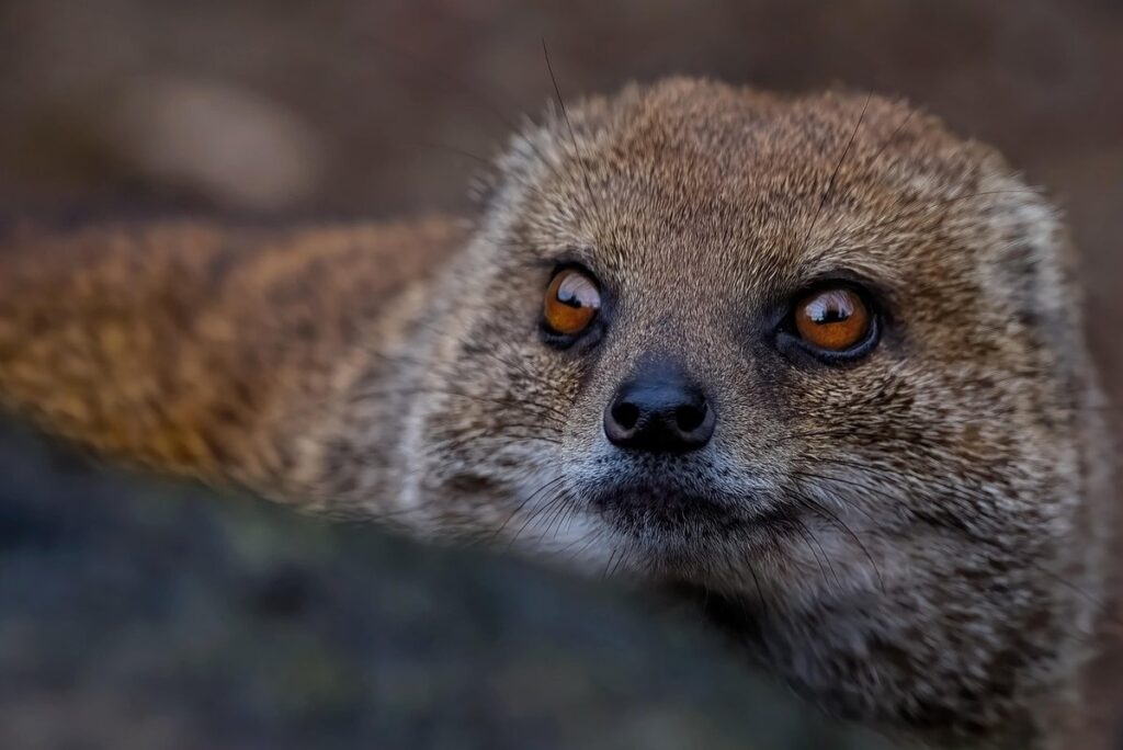 pet mongoose for sale