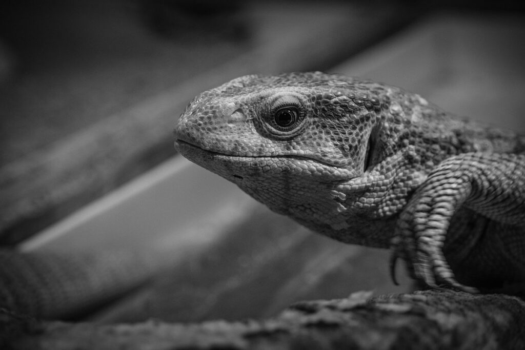 monitor lizard diet