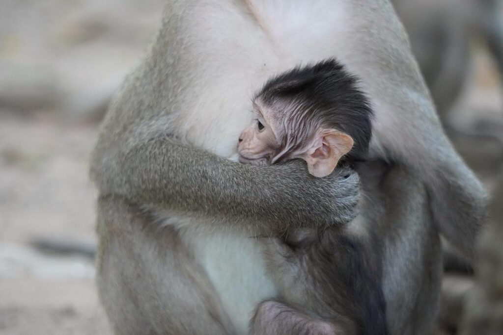 how to look after a monkey